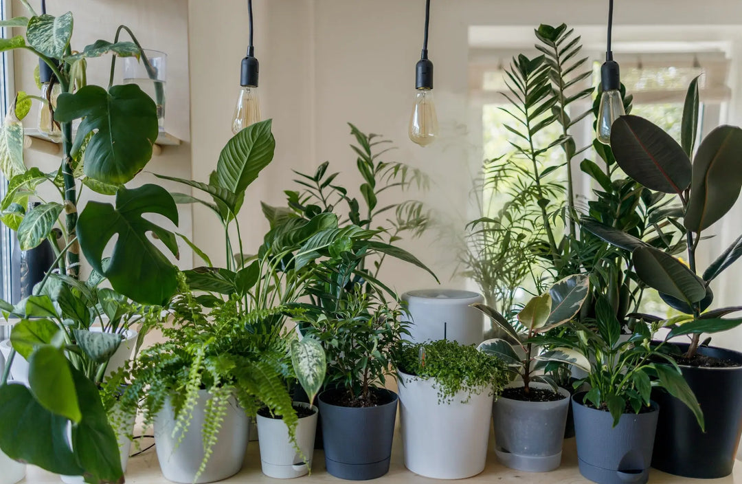 Indoor Plants Hints and Tips Blog