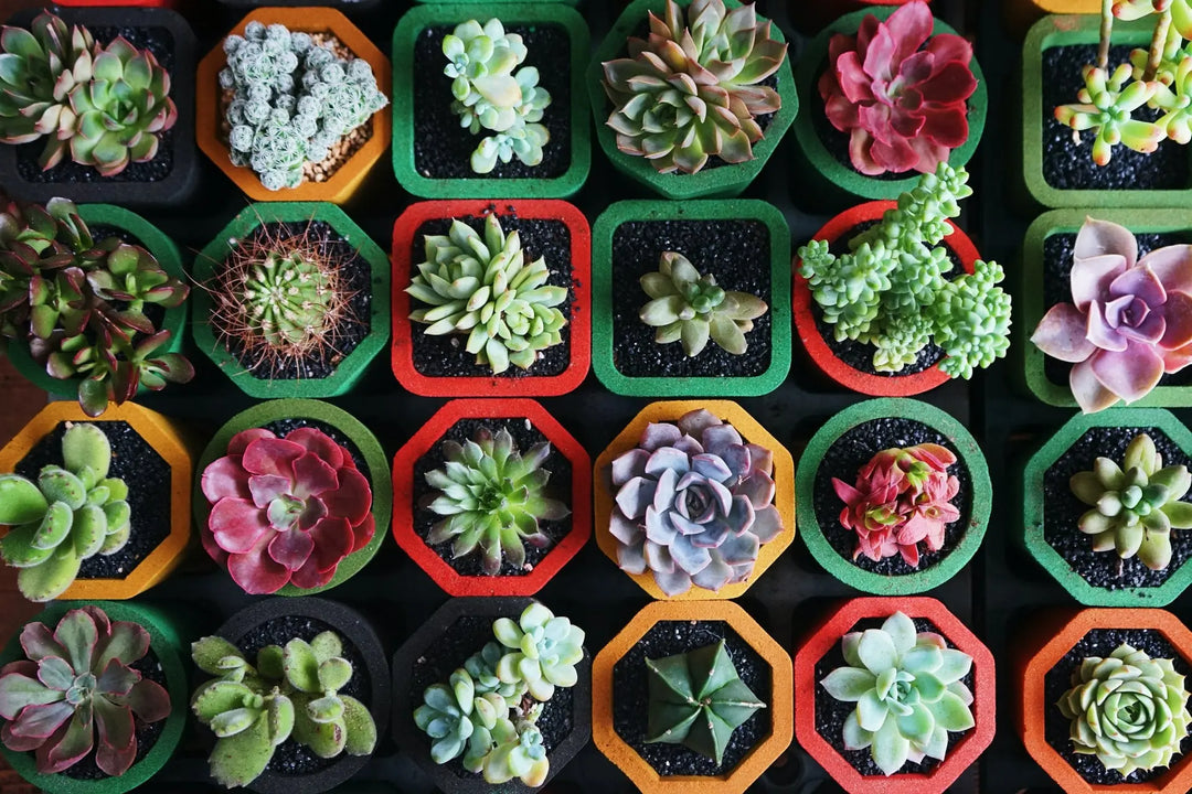 Cacti and Succulent Blog by Plants By Post