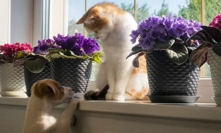 Pet Friendly Houseplants: A Safe Haven for Your Furry Friends - Plants By Post