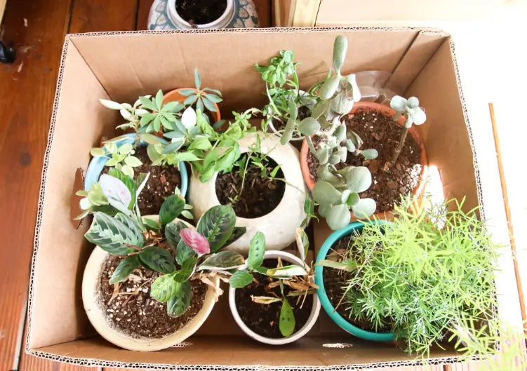 Moving-House-With-Plants Plants By Post