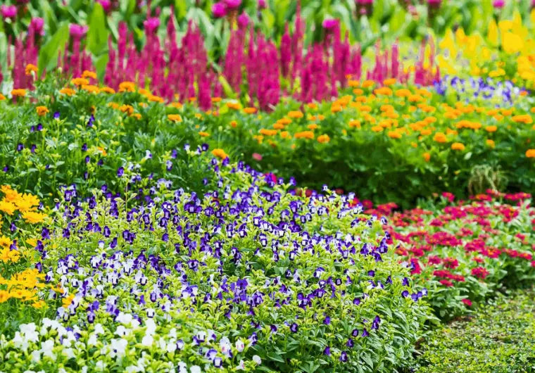 Dr Green Fingers: What is The Latest You Can Plant Perennials? - Plants By Post