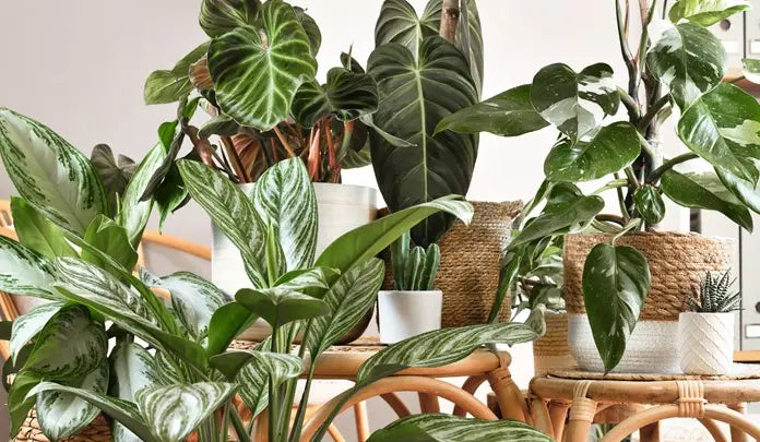 Rare & Unusual House Plants: A Collector's Dream - Plants By Post