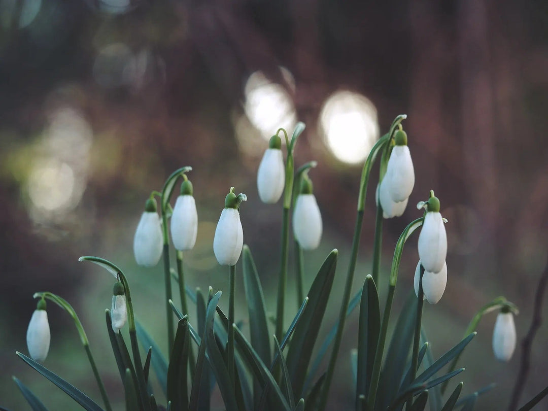 Dr-Green-Fingers-Snowdrops-In-Flower Plants By Post