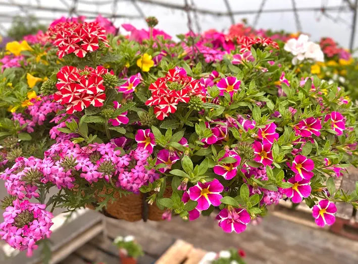 Dr. Green Fingers: Why Now is the Perfect Time to Invest in Hanging Baskets - Plants By Post