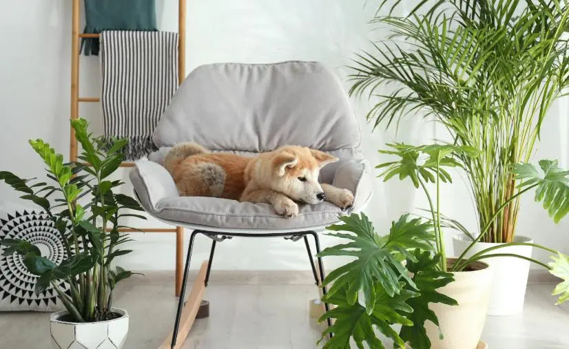 Pet Friendly House Plants - Plants By Post