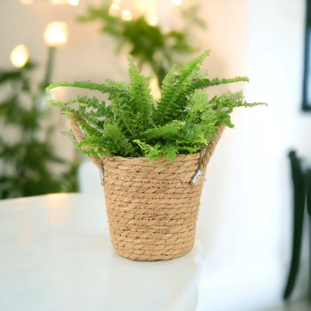 House Plant Gifts