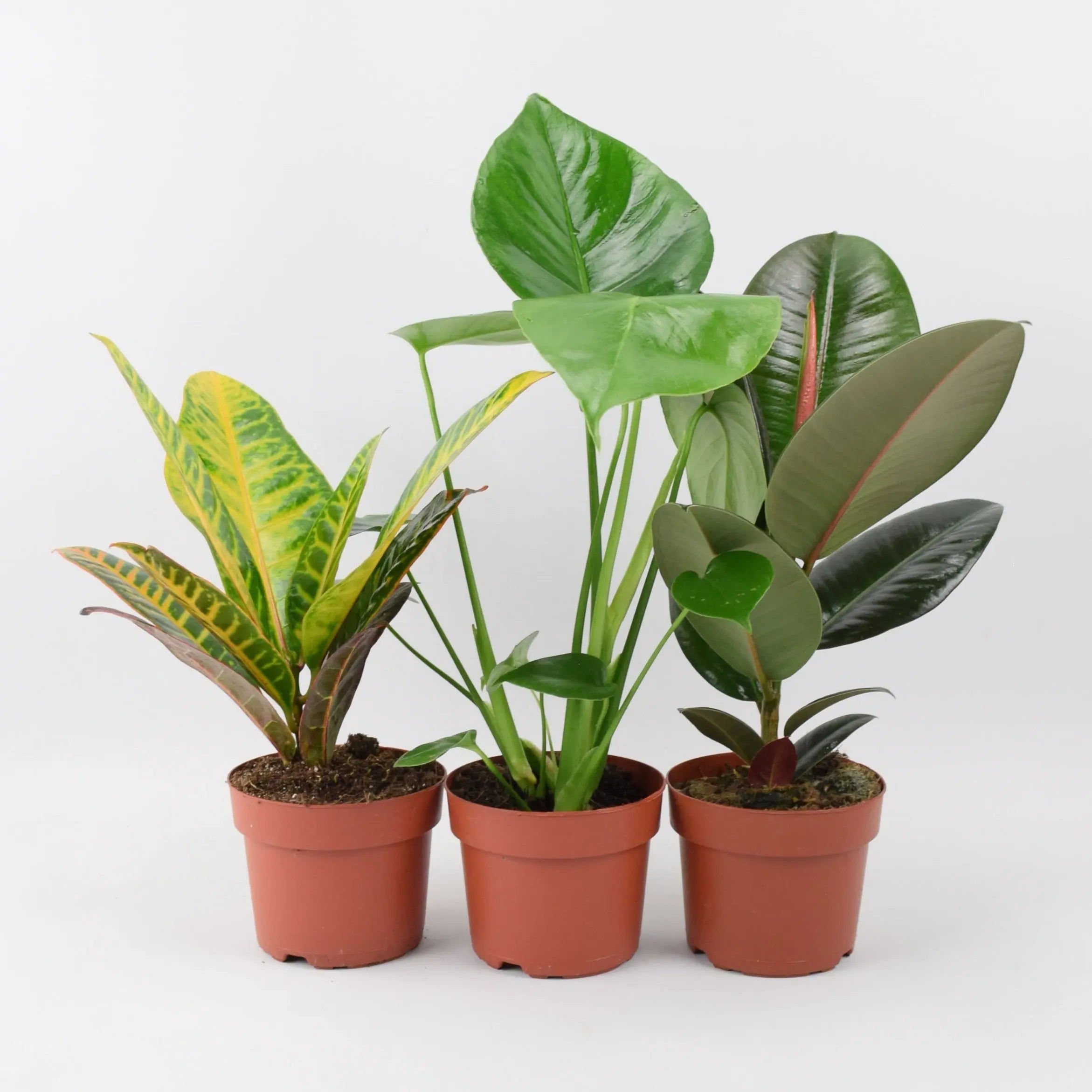 Birthday Plant Gifts - Plants By Post