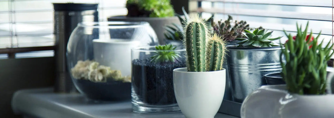 Succulents & Cactus - Plants By Post