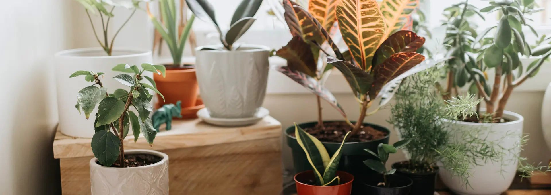 Easy Care Indoor Plants - Plants By Post
