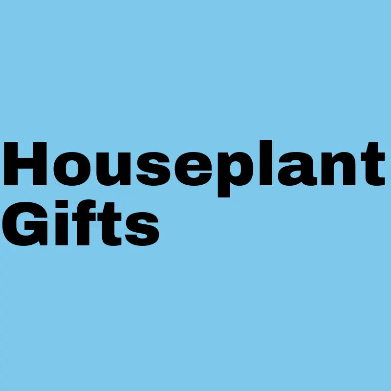 Indoor Plant Gifts Plants By Post