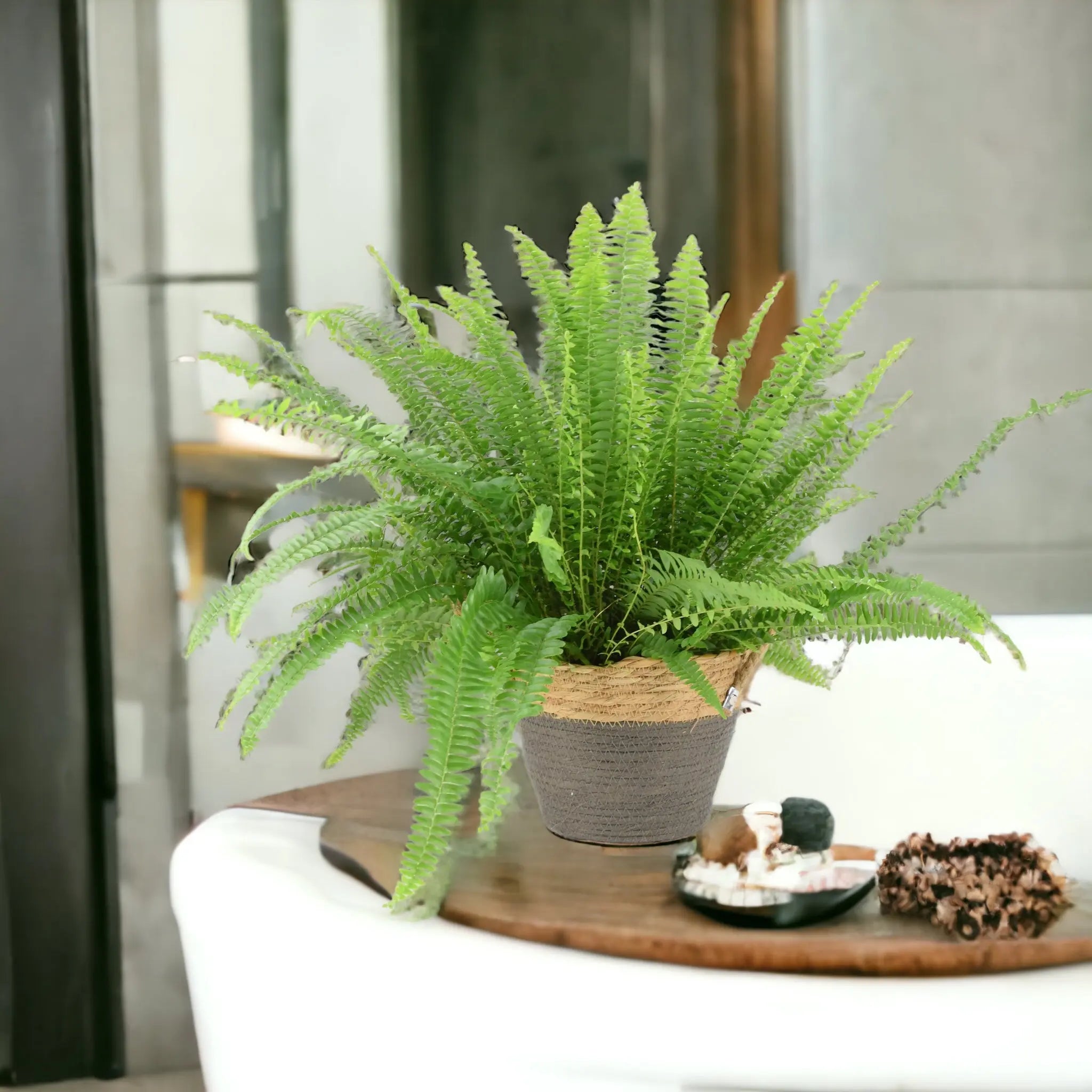 Leafy House Plants & Foliage - Plants By Post