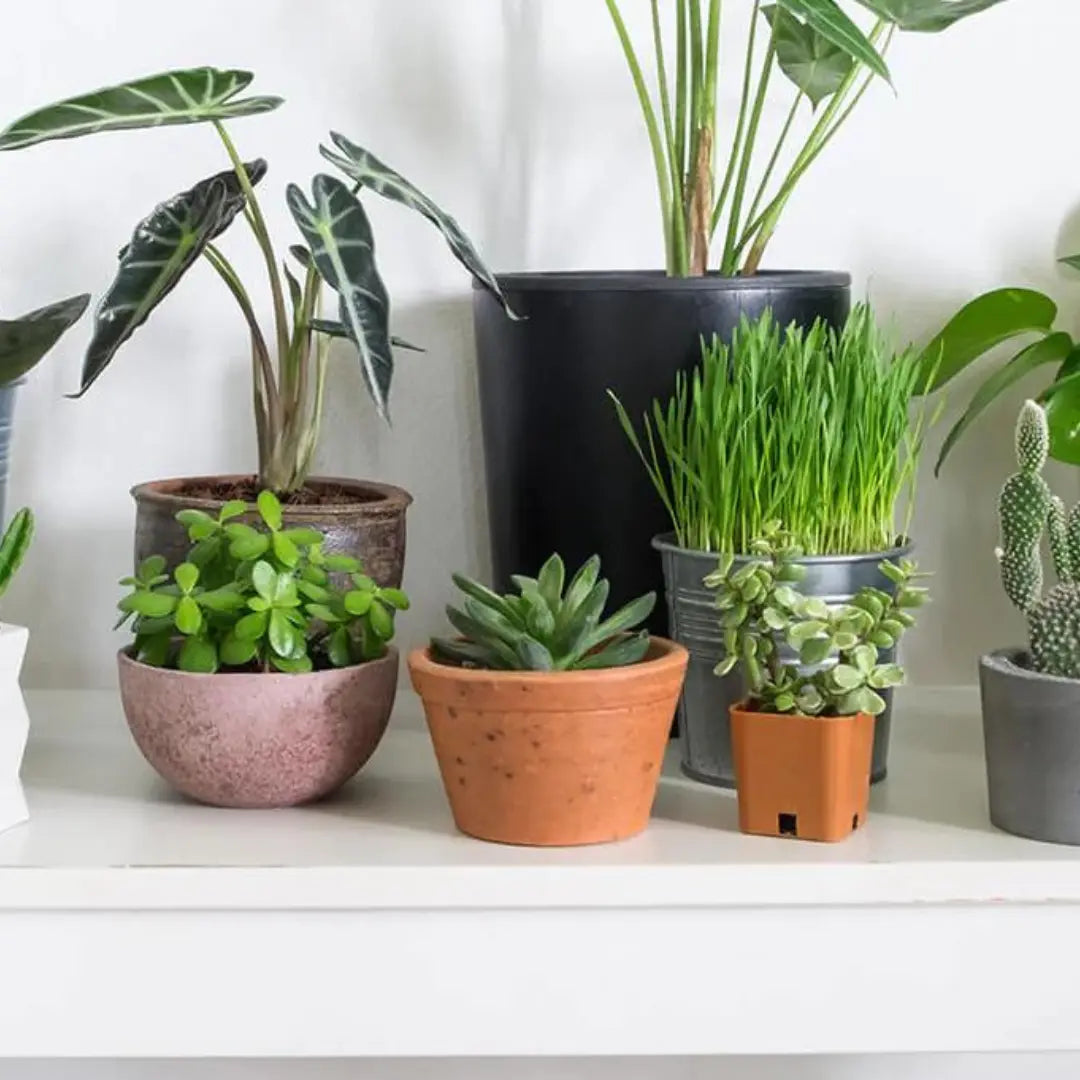 House Plant Gifts - Plants By Post