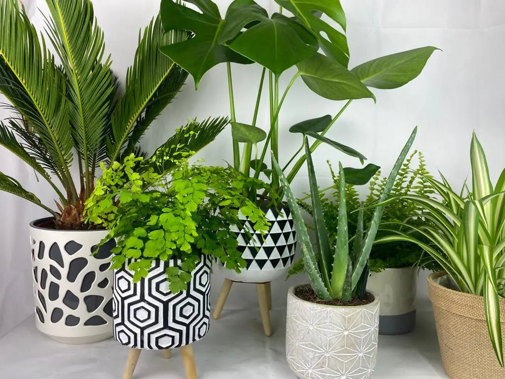 Monthly House Plant Subscription - Plants By Post