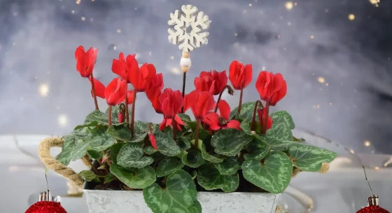 christmas cyclamen in a pot