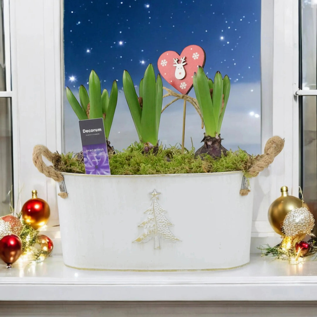 Christmas Hyacinth Bulb Gifts Plants By Post