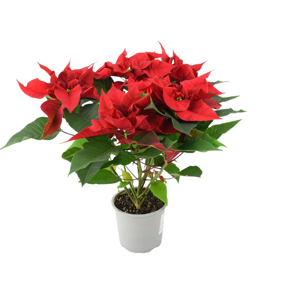 Christmas Poinsettia Plant Gifts Plants By Post