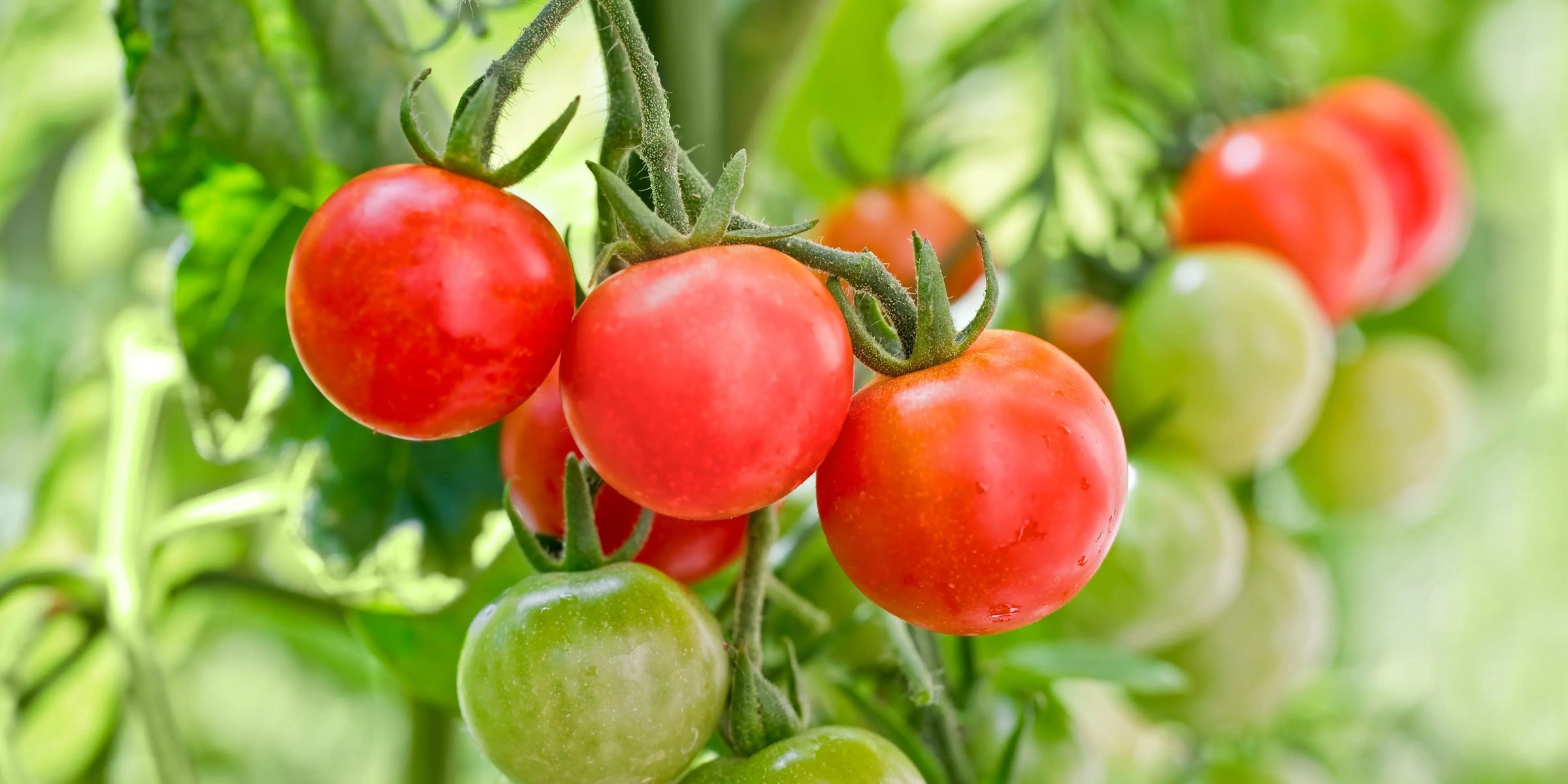 tomato plants delivered
