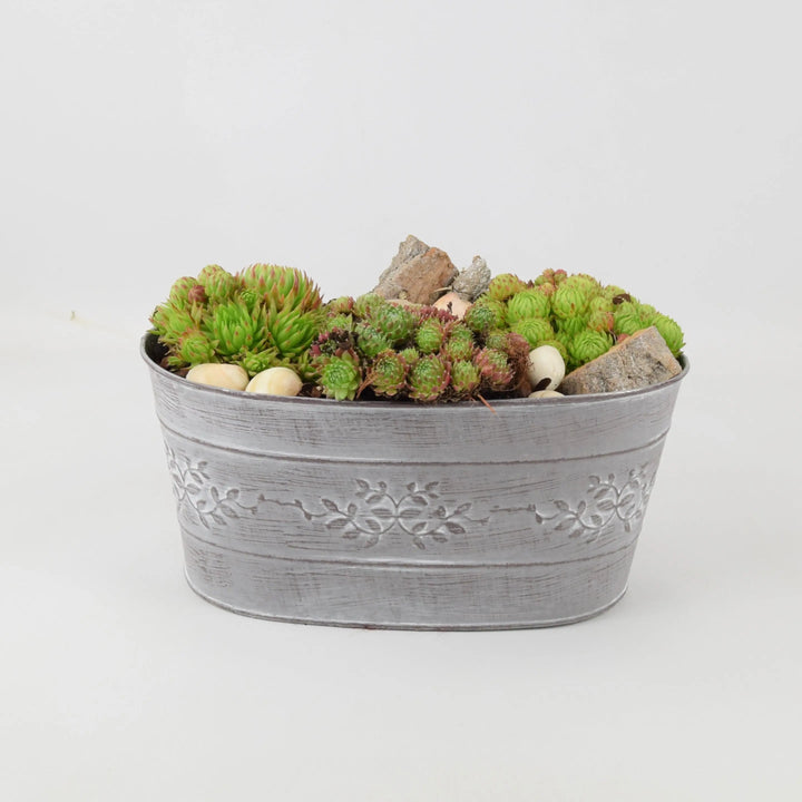 Sempervivum Leafy Vine Trough Planter Plants By Post