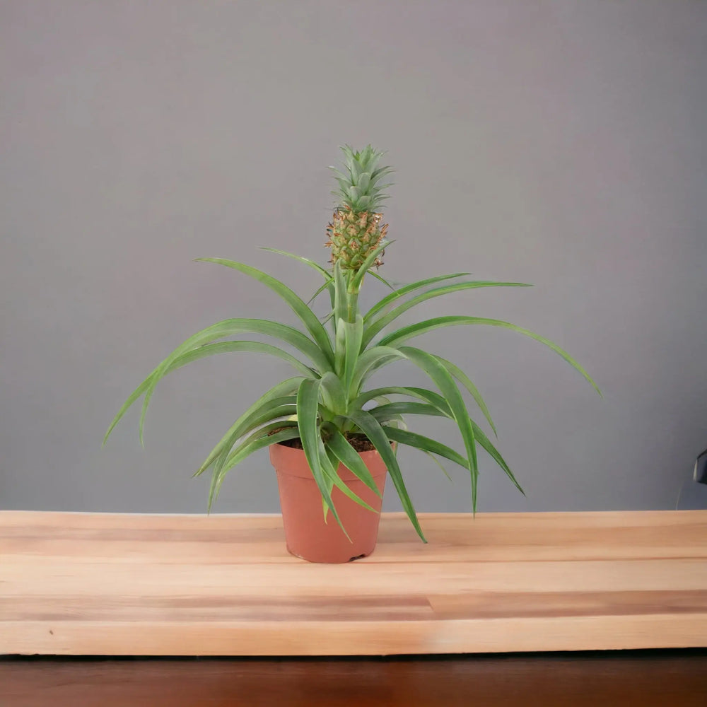 Pineapple in Sea Grass Basket Plants By Post