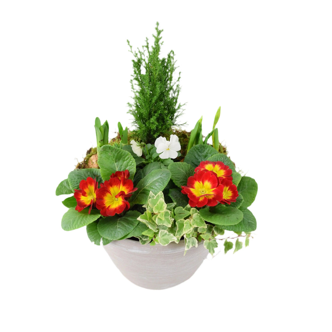 Seasonal Planted Container In 26cm Pot Plants By Post