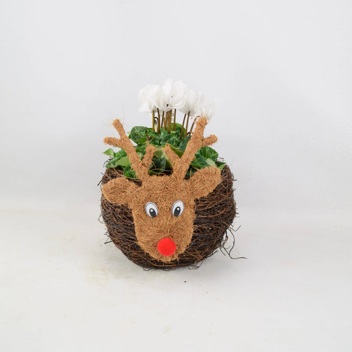 Reindeer Face Planter With Cyclamen Fargro