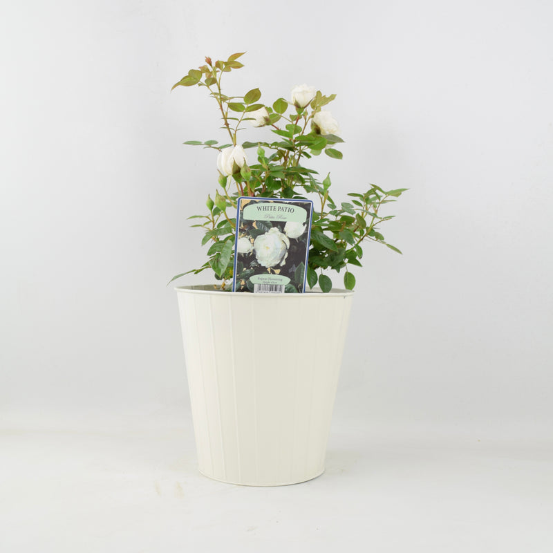 Rose White Patio 4L (Patio) Plants By Post