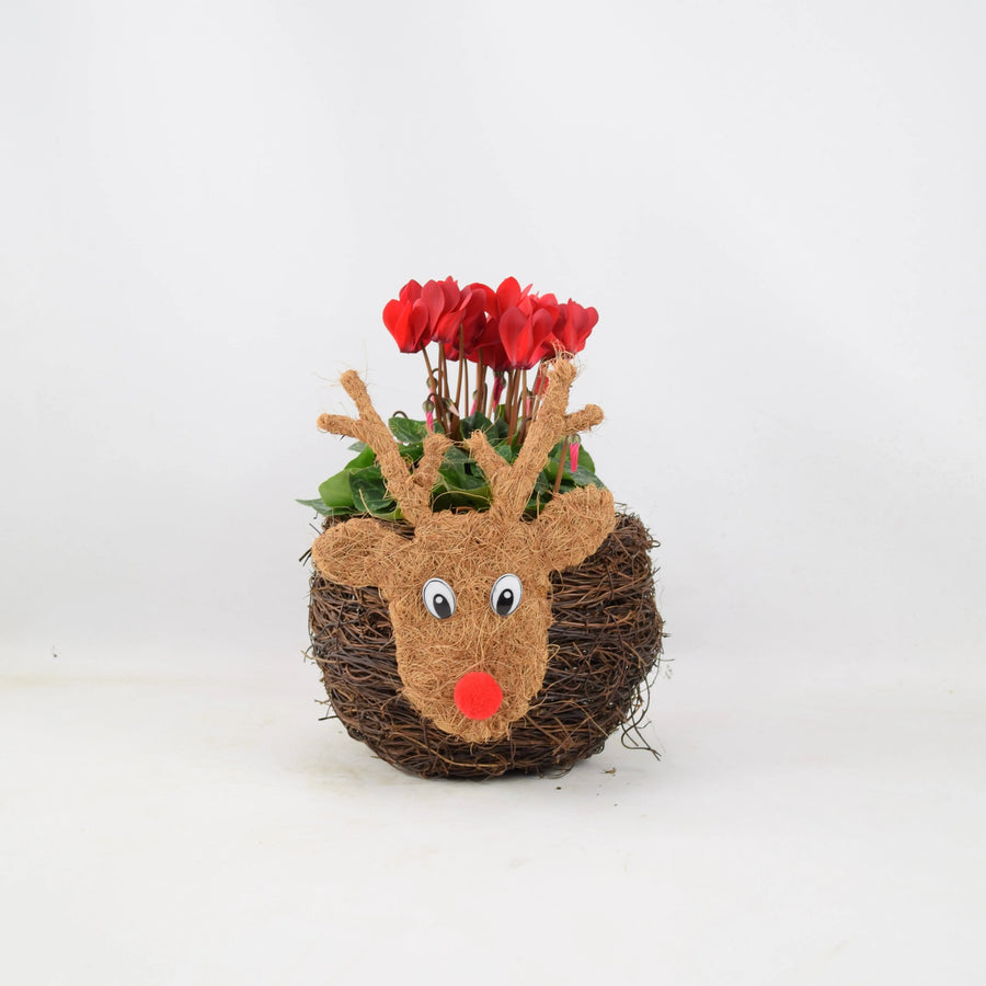 Reindeer Face Planter With Cyclamen Fargro