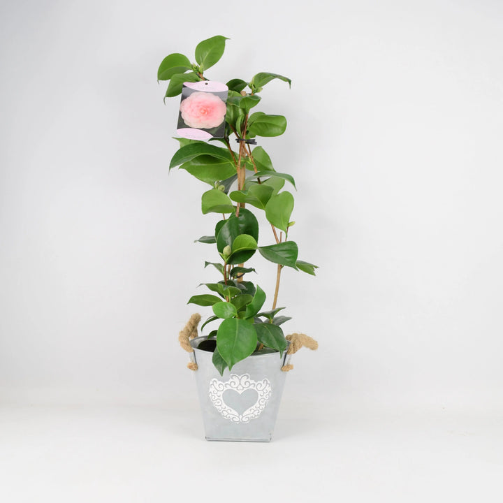 Camellia Japonica Pink 12cm