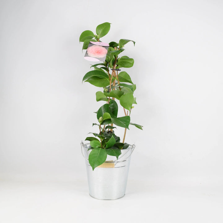 Camellia Japonica Pink 12cm