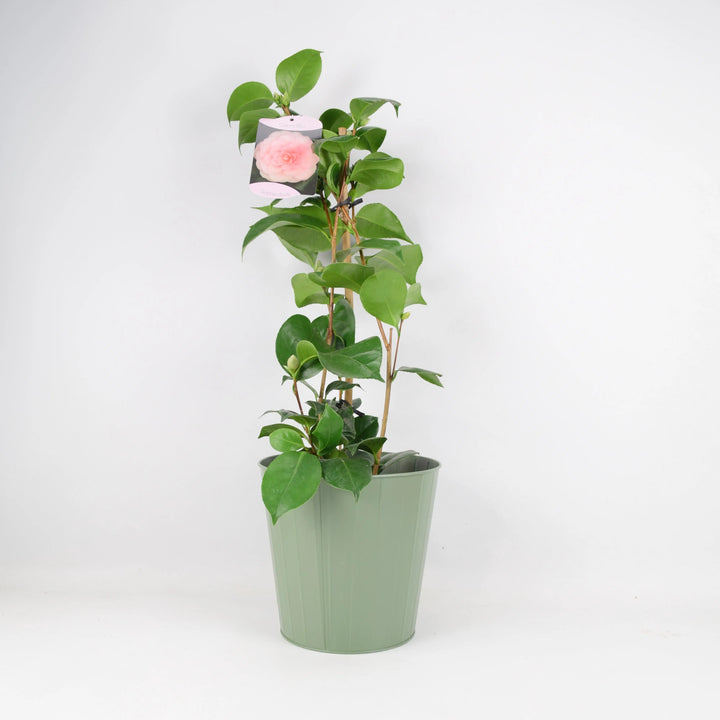 Camellia Japonica Pink 12cm