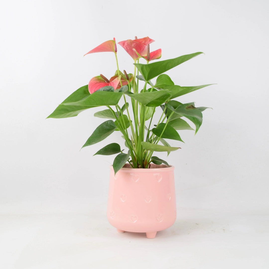 Anthurium Pink Flamingo Flower 12cm Plants By Post
