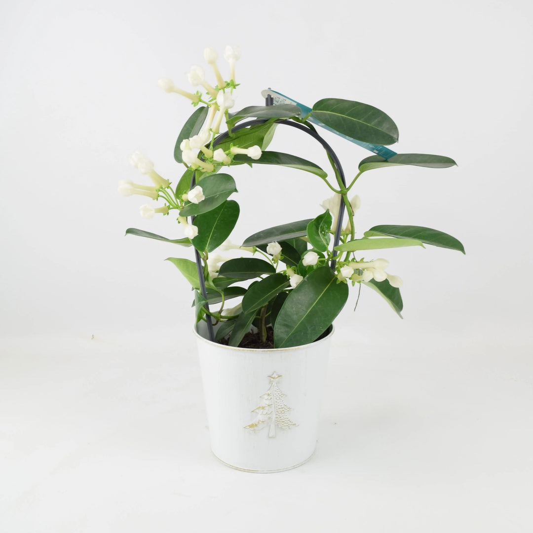 Stephanotis Floribunda Jasmine Hoop In Christmas Tree Zinc