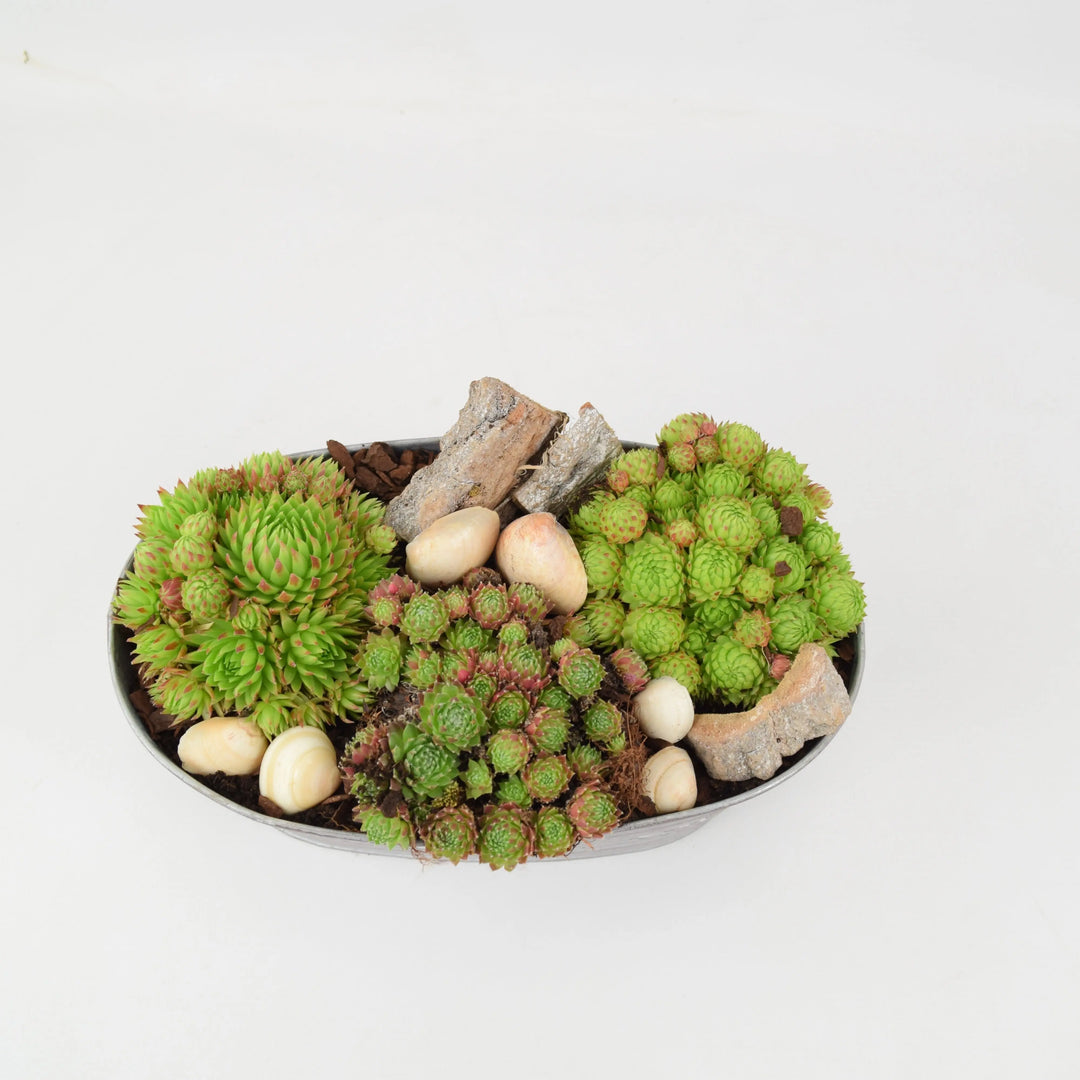 Sempervivum Leafy Vine Trough Planter Plants By Post