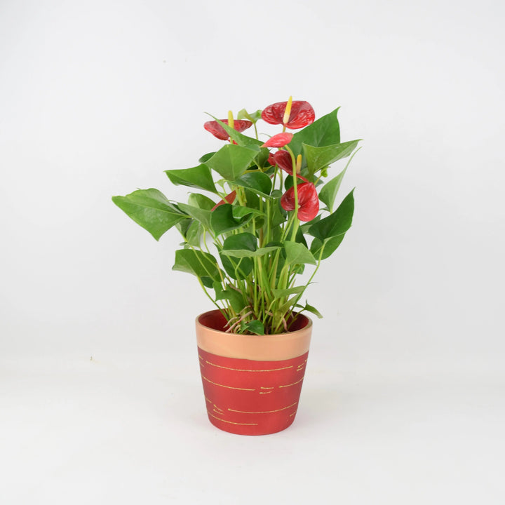 Anthurium Red Flamingo Flower 12cm Red & Gold Pot Gift