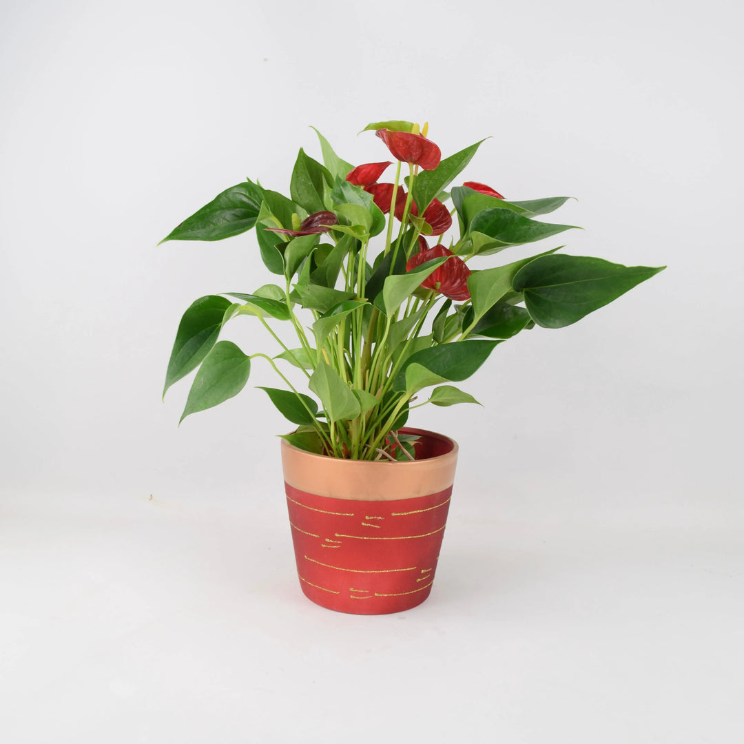 Anthurium Red Flamingo Flower 12cm Red & Gold Pot Gift