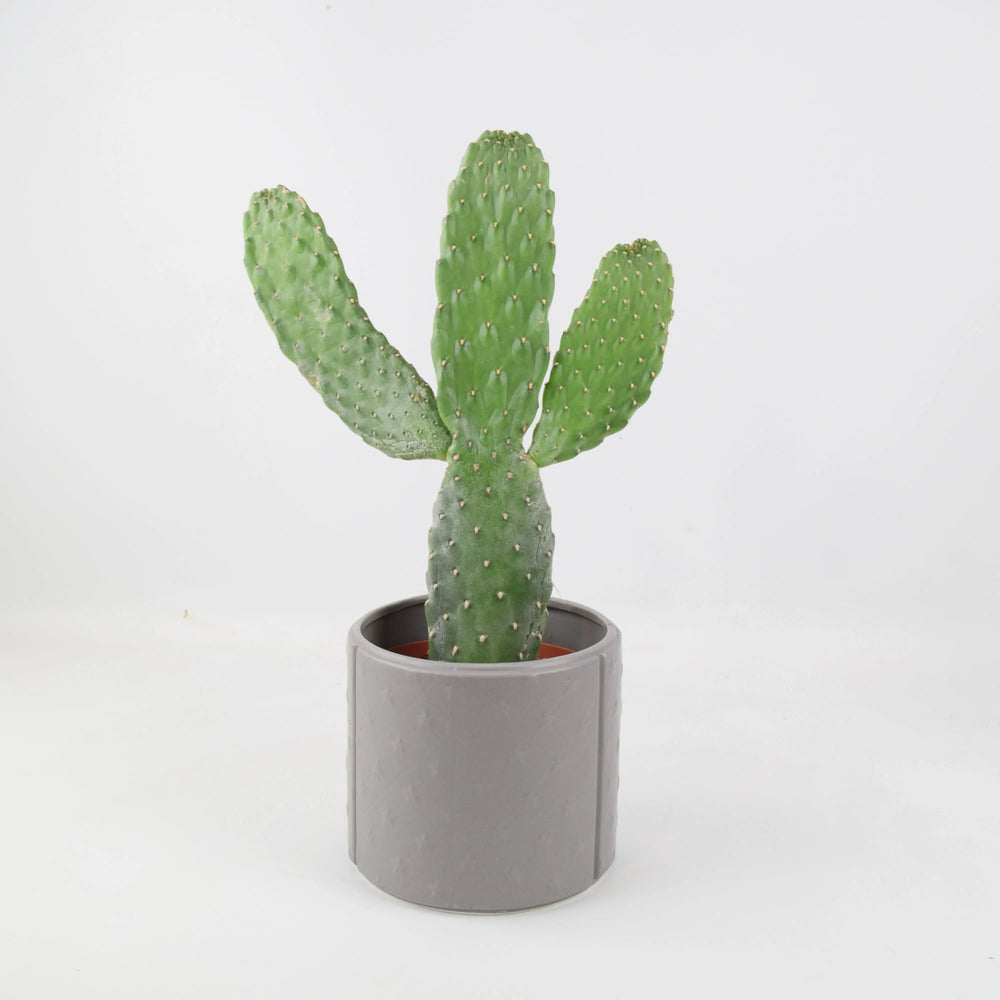 Cactus Consolea Rubescens In Grey Star Ceramic Pot Plants By Post