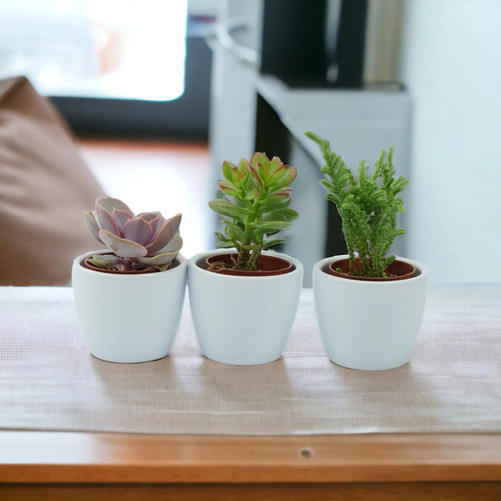 Trio of Succulents in 6cm White Ceramic Pots Plants By Post