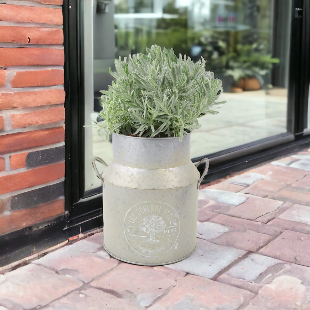 Lavender Augustifolia in Milk Churn Planter