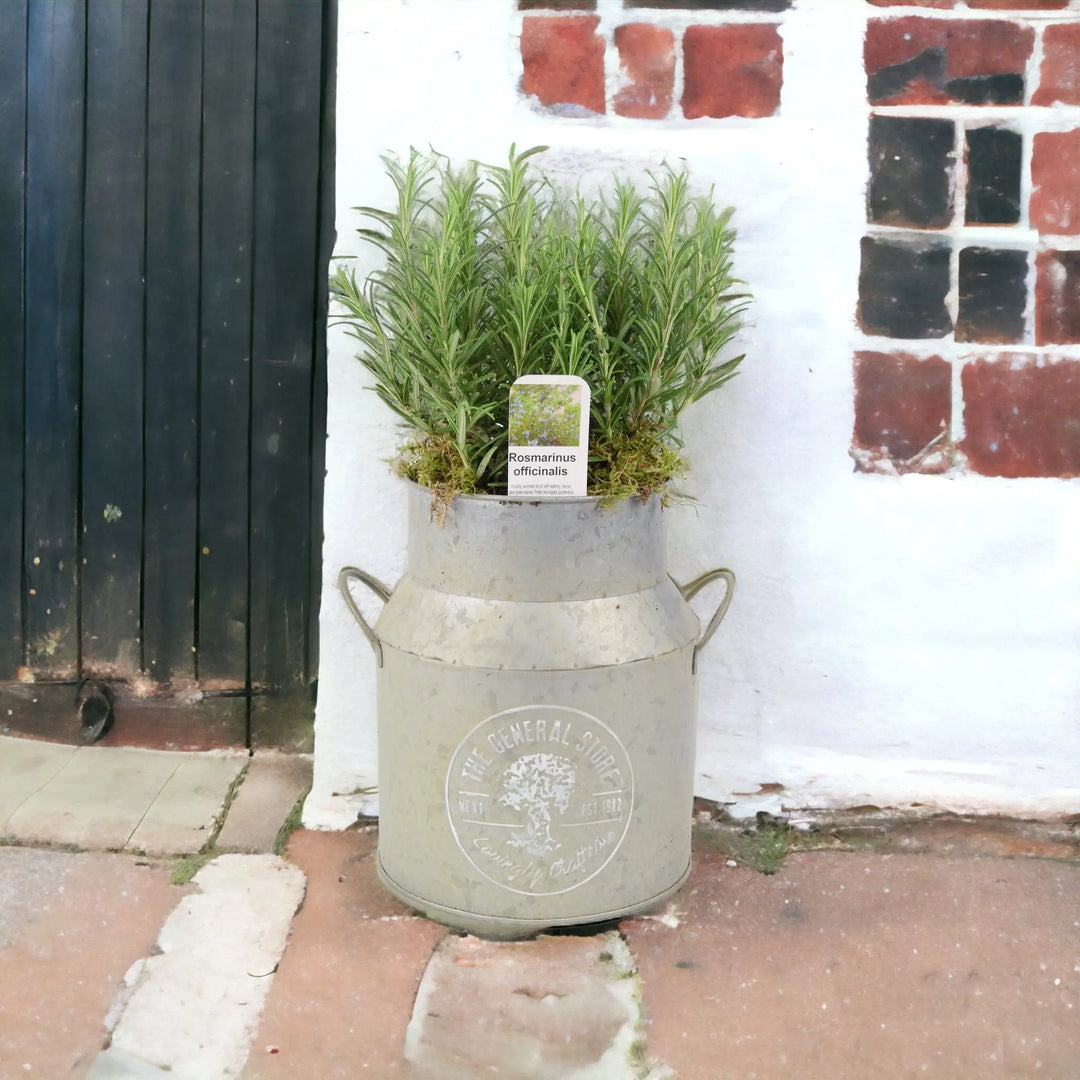 Rosemary Milk Churn Planter