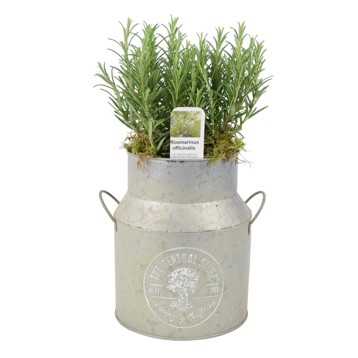 Rosemary Milk Churn Planter plants by post