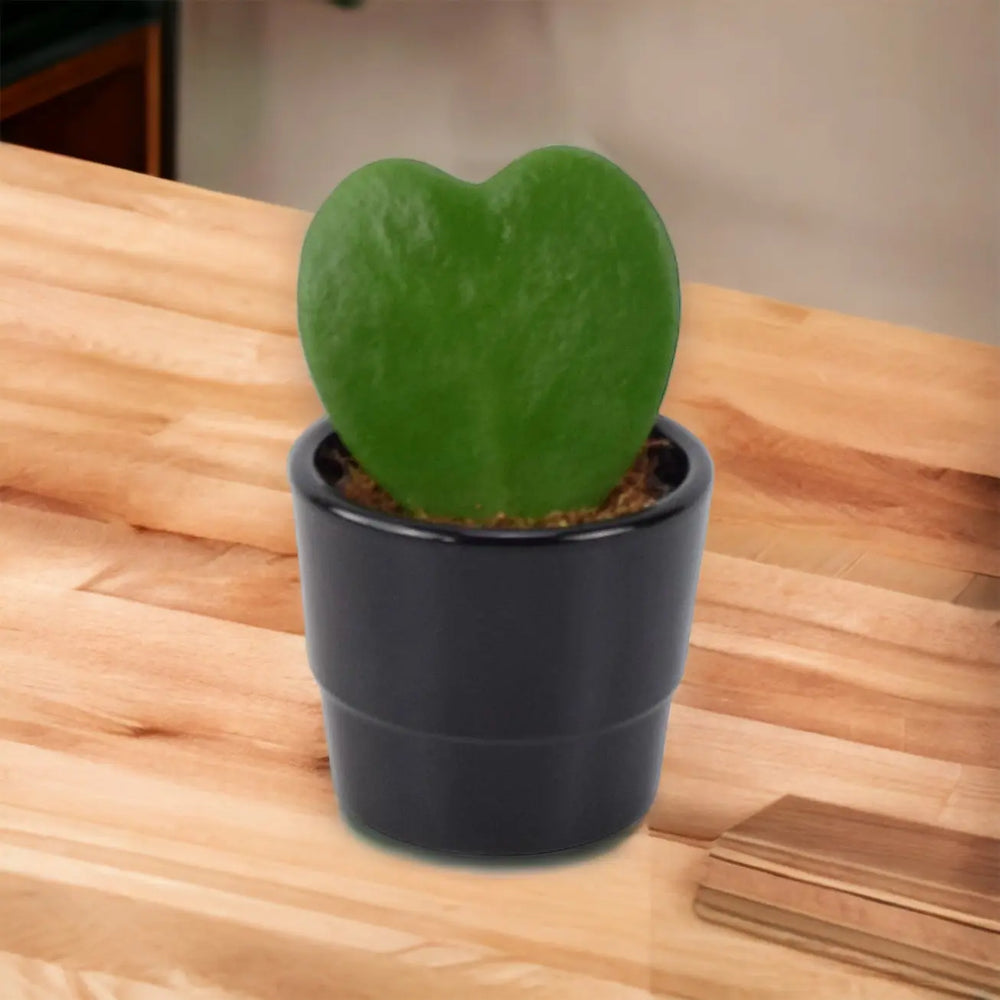 Hoya Kerrii Plant 6cm Pot Heart Shaped Succulent Plant Plants By Post