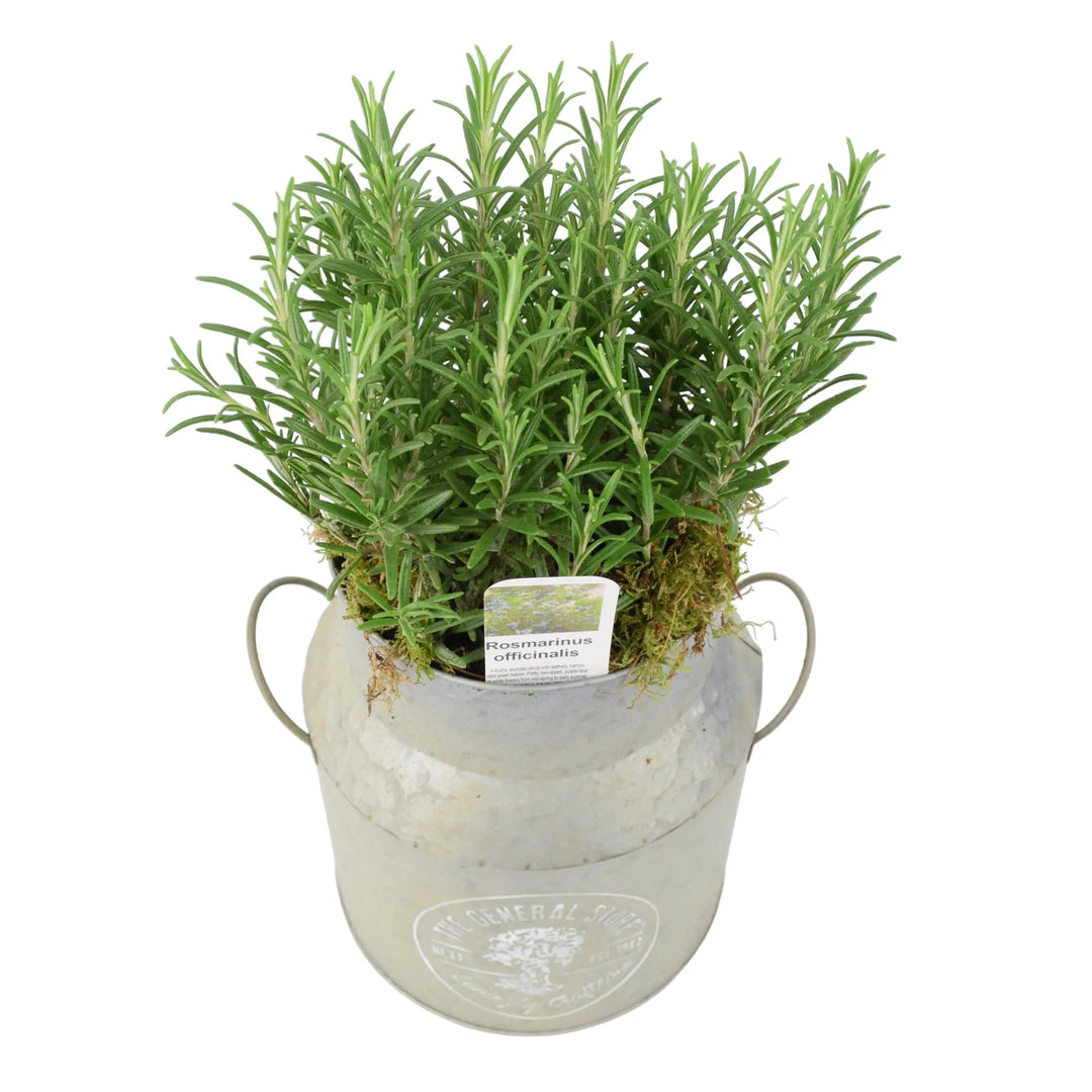 Rosemary Milk Churn Planter plants by post