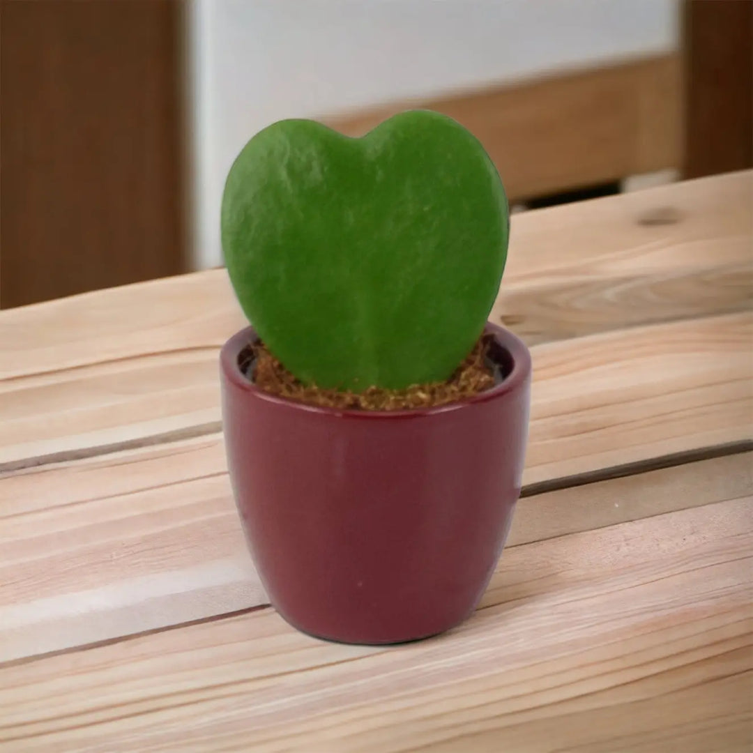 Hoya Kerrii Plant 6cm Pot Heart Shaped Succulent Plant Plants By Post