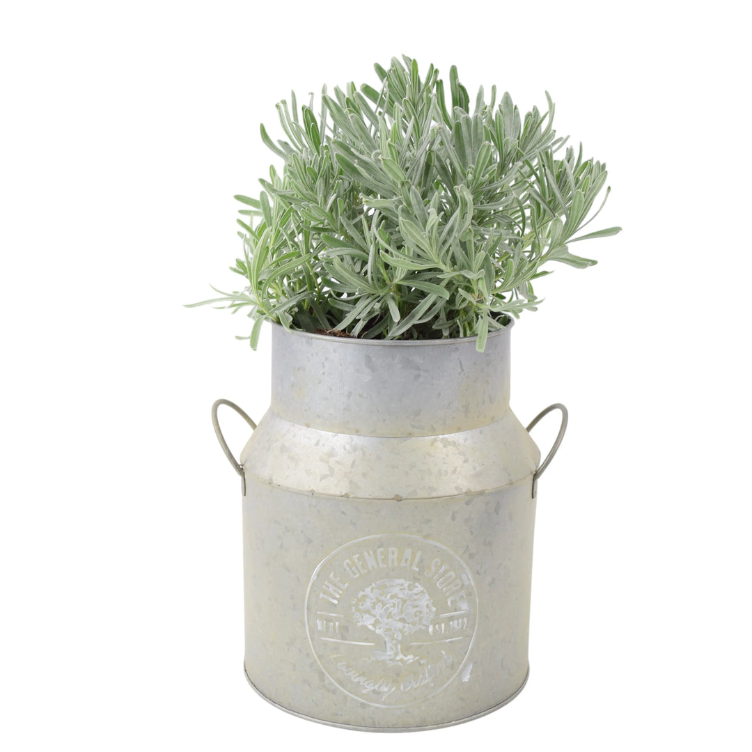 Lavender Augustifolia in Milk Churn Planter