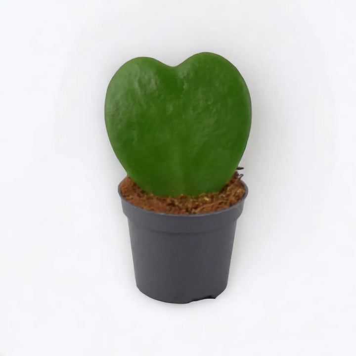 Hoya Kerrii Plant 6cm Pot Heart Shaped Succulent Plant Plants By Post