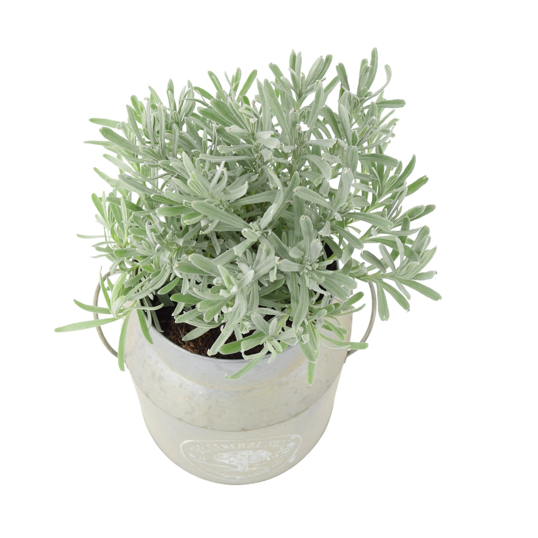 Lavender Augustifolia in Milk Churn Planter