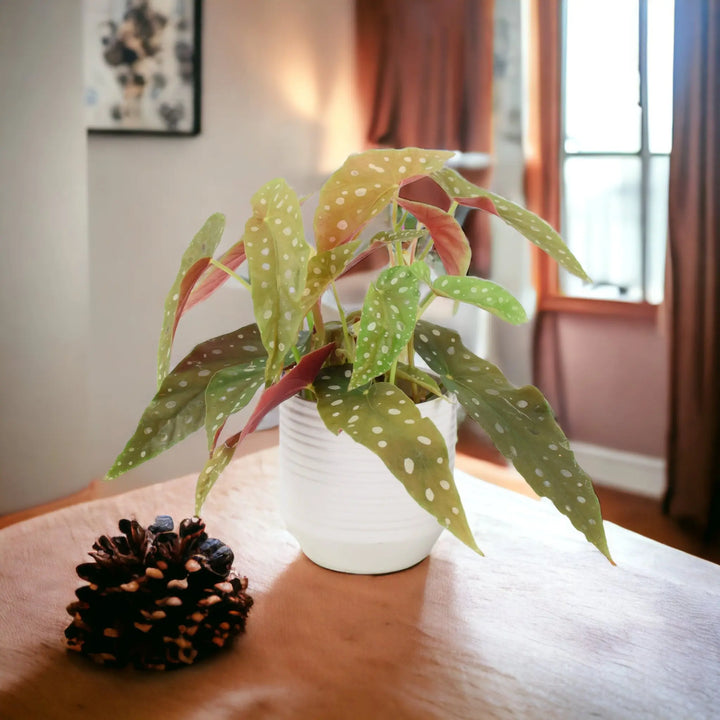 Begonia Maculata - Polka Dot Begonia 12cm