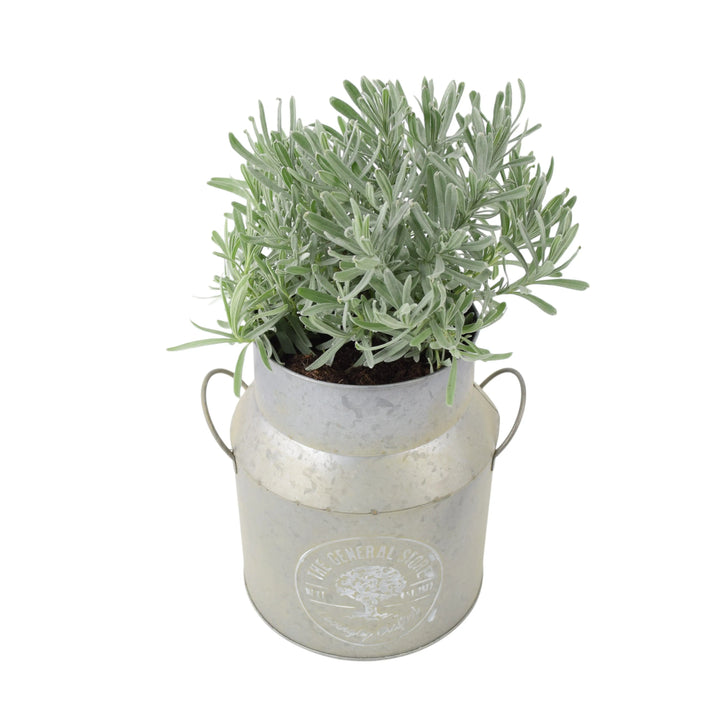 Lavender Augustifolia in Milk Churn Planter