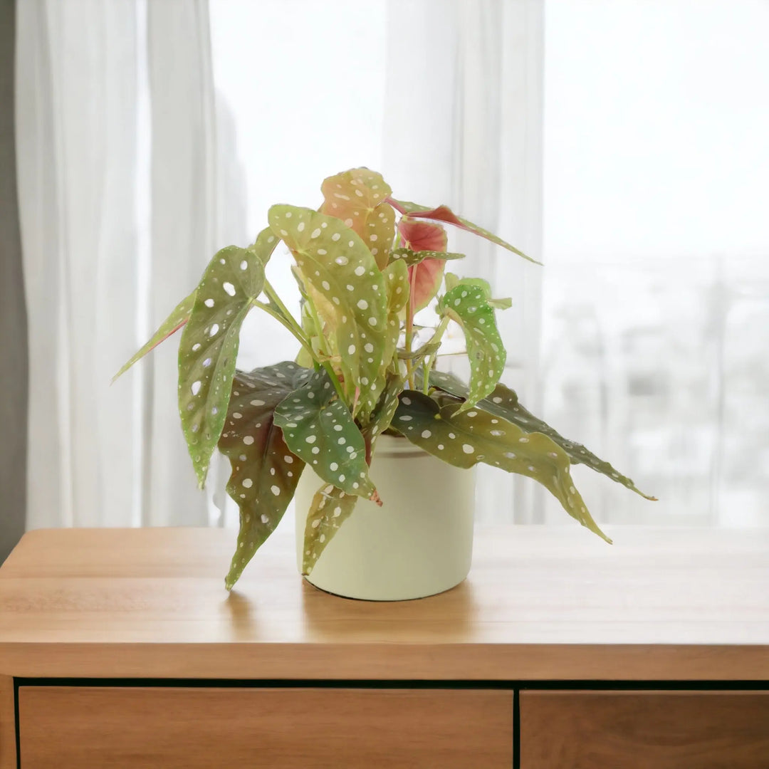 Begonia Maculata - Polka Dot Begonia 12cm