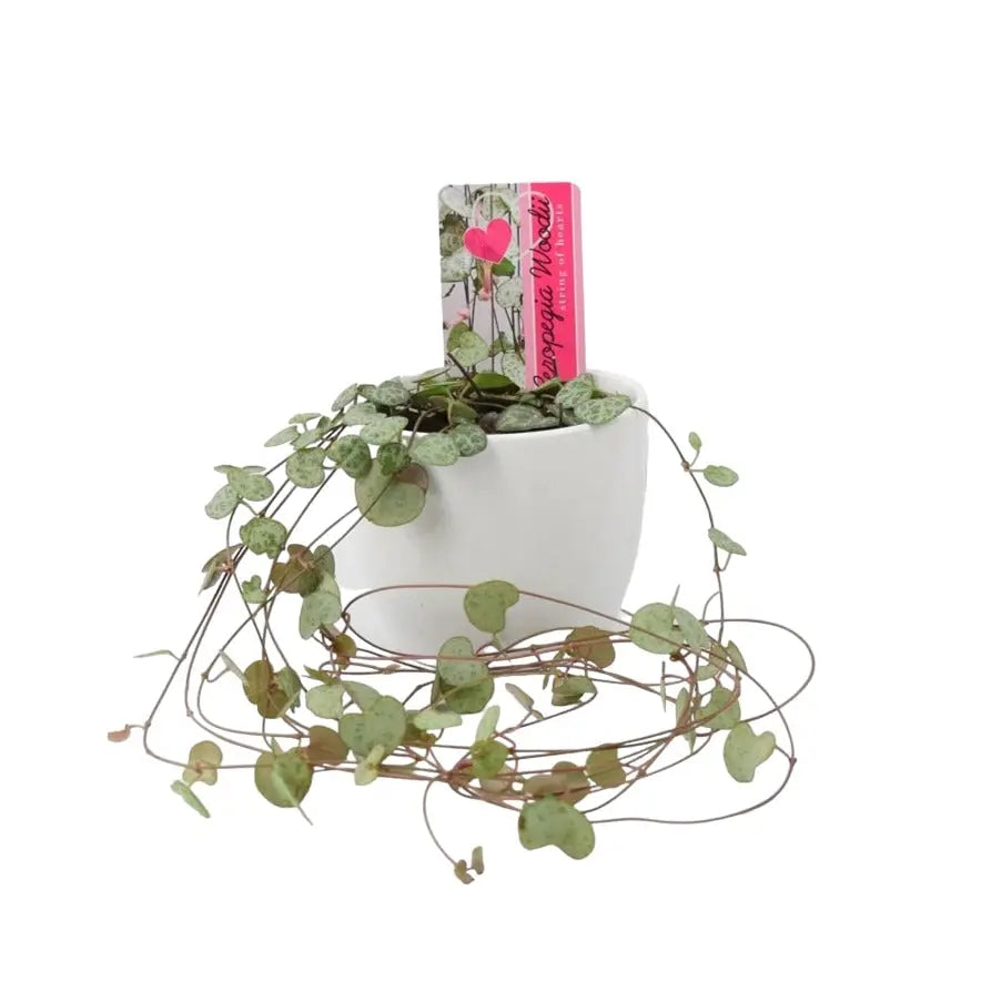 String Of Hearts 8.5cm White Ceramic Pot Plants By Post UK